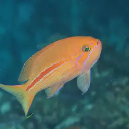 One-stripe Anthias, photo 4