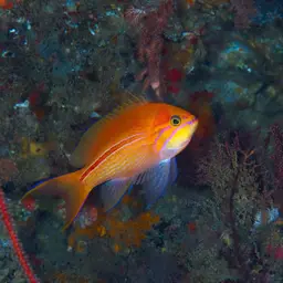 One-stripe Anthias, photo 5