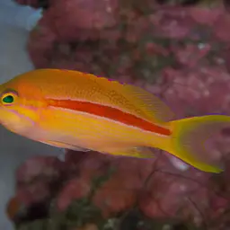 One-stripe Anthias, photo 6