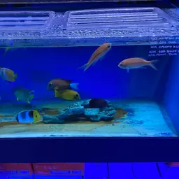 One-stripe Anthias, photo 7