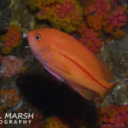 One-stripe Anthias, photo 8