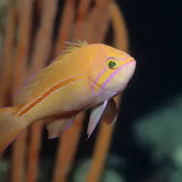 One-stripe Anthias, photo 9