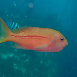 One-stripe Anthias, photo 10