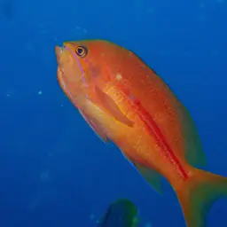 One-stripe Anthias, photo 11