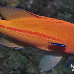 One-stripe Anthias, photo 12