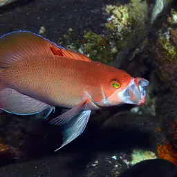 Stocky Anthias, photo 1