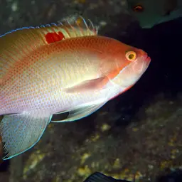 Stocky Anthias, photo 2