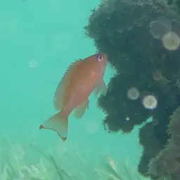 Stocky Anthias, photo 3