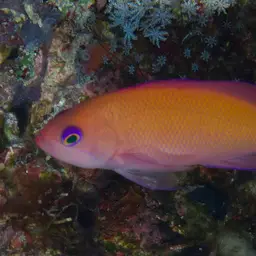 Stocky Anthias, photo 4