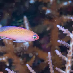 Stocky Anthias, photo 5