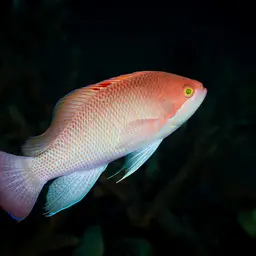 Stocky Anthias, photo 6