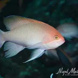 Stocky Anthias, photo 7