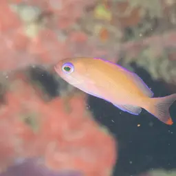 Stocky Anthias, photo 8