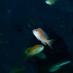 Stocky Anthias, photo 9