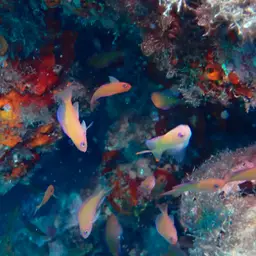 Stocky Anthias, photo 10