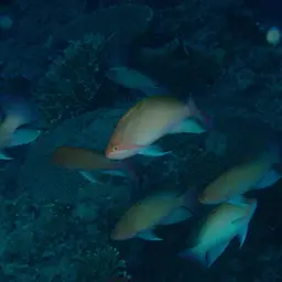 Stocky Anthias, photo 12