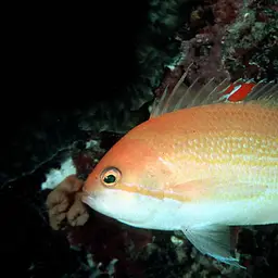 Yellowlined Anthias, photo 1