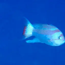 Yellowlined Anthias, photo 2