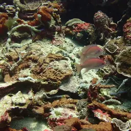 Yellowlined Anthias, photo 3