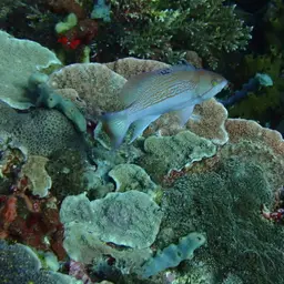 Yellowlined Anthias, photo 4