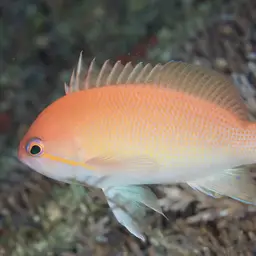 Yellowlined Anthias, photo 6