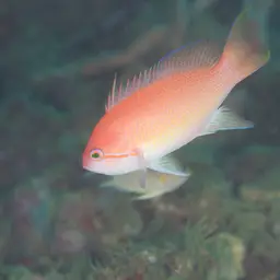 Yellowlined Anthias, photo 7