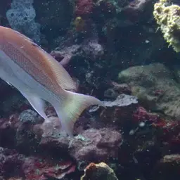 Yellowlined Anthias, photo 8