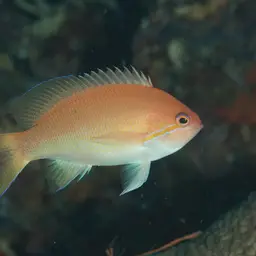 Yellowlined Anthias, photo 9