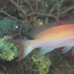 Yellowlined Anthias, photo 10