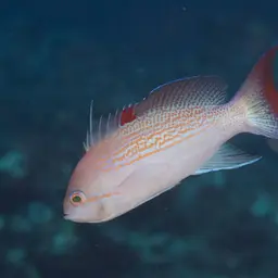 Yellowlined Anthias, photo 11