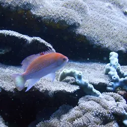 Yellowlined Anthias, photo 12