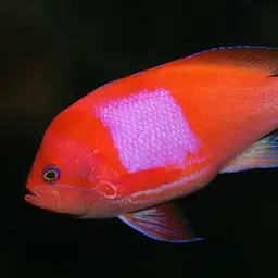 Mirror Basslet, photo 1