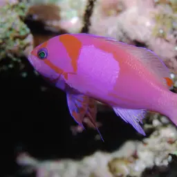 Mirror Basslet, photo 4