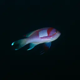Mirror Basslet, photo 5