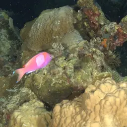 Mirror Basslet, photo 7