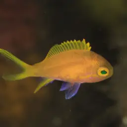 Mirror Basslet, photo 9