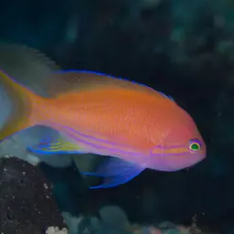 Mirror Basslet, photo 10