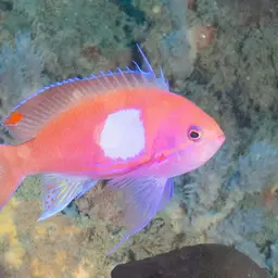 Mirror Basslet, photo 11
