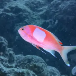 Mirror Basslet, photo 12