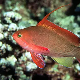 Lyretail anthias, photo 1