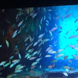 Lyretail anthias, photo 2