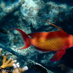 Lyretail anthias, photo 3