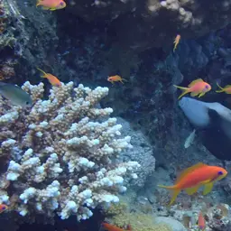 Lyretail anthias, photo 4