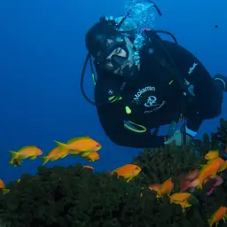 Lyretail anthias, photo 5