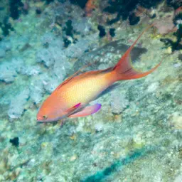 Lyretail anthias, photo 6
