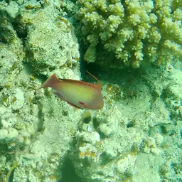Lyretail anthias, photo 7