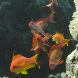 Lyretail anthias, photo 8