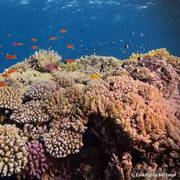 Lyretail anthias, photo 9