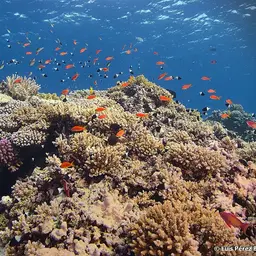 Lyretail anthias, photo 10