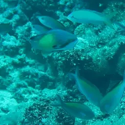 Lyretail anthias, photo 11